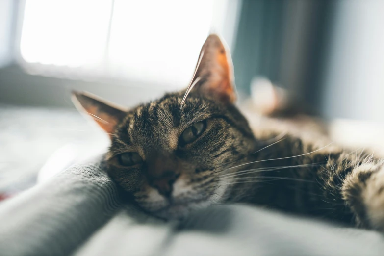 a cat is laying down on a white sheet