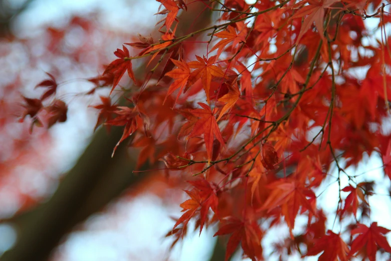 the bright orange leaves of a tree near other trees