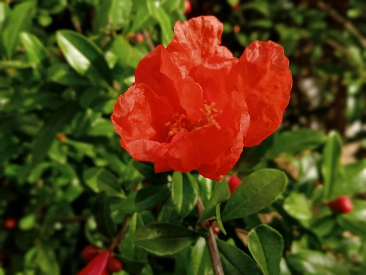 a red flower blooming in a bush near bushes
