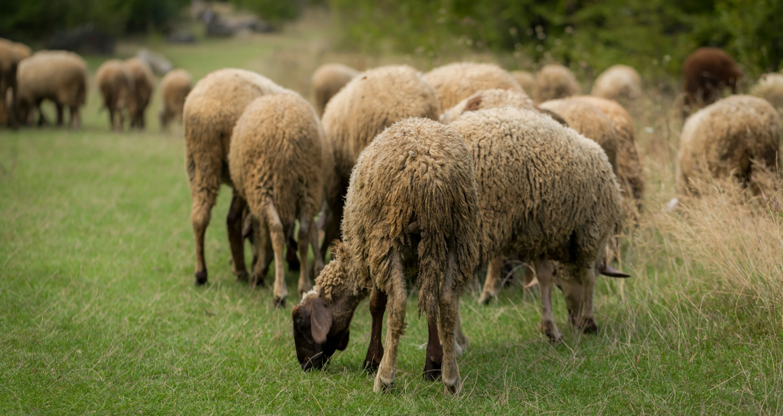 many sheep grazing on grass in a field