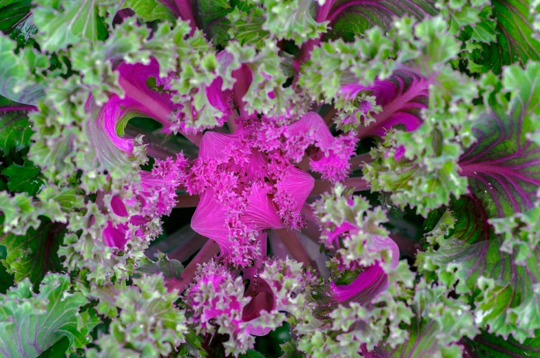 top view of fresh green and red leafy plants