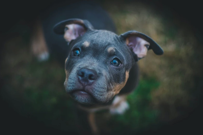 the nose of a black dog looking at the camera