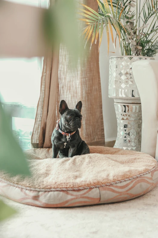 a small black dog sitting in the middle of a room