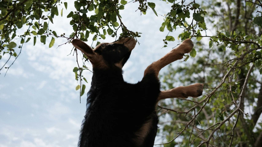 a dog stretching up to take a frisbee from a tree