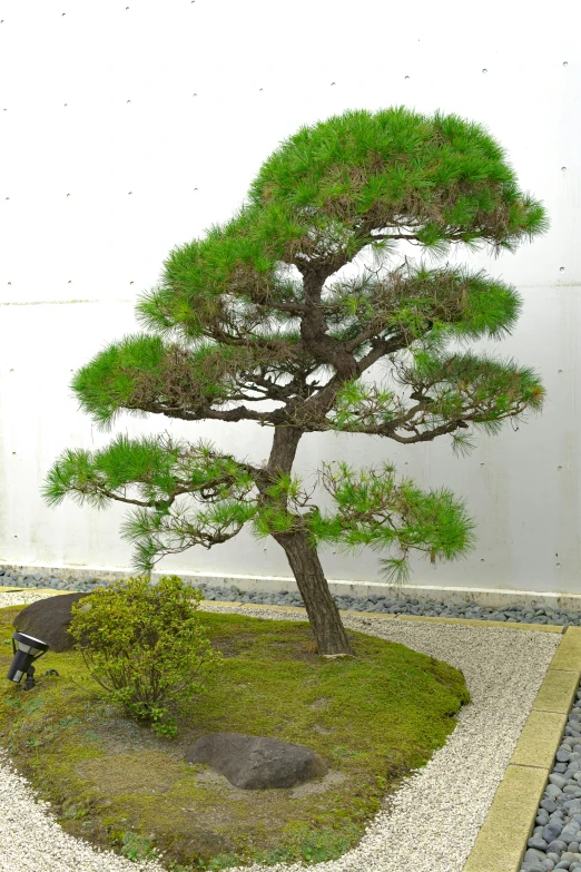 the small pine is growing beside a mossy tree