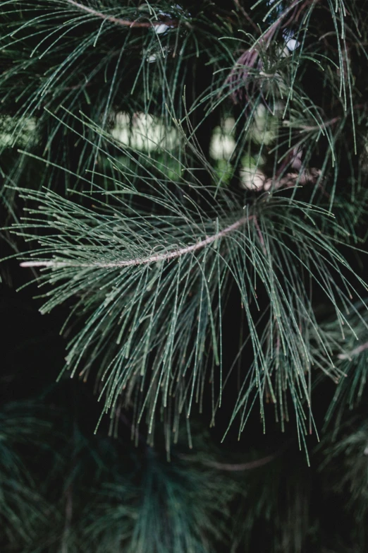 closeup po of a pine nch against a black background