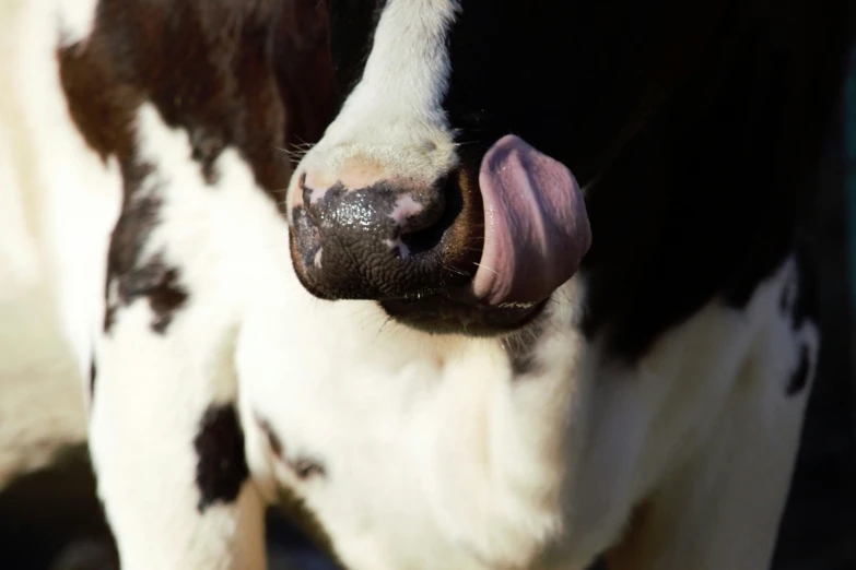 a closeup view of a cow's head with it's tongue sticking out