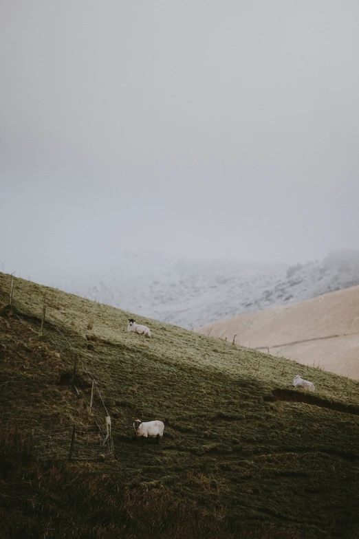 there are several animals that are walking on this hillside