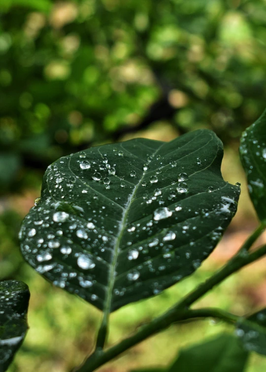 raindrops on a green leaf with water droplets on it