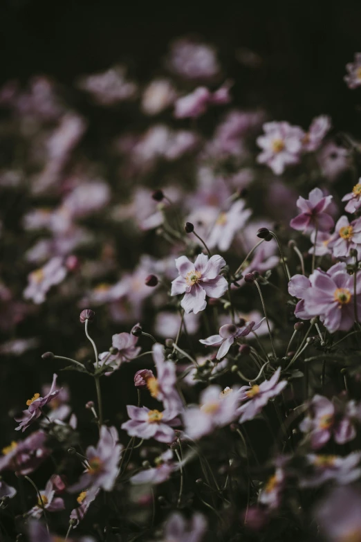 small purple flowers bloom in the middle of a forest