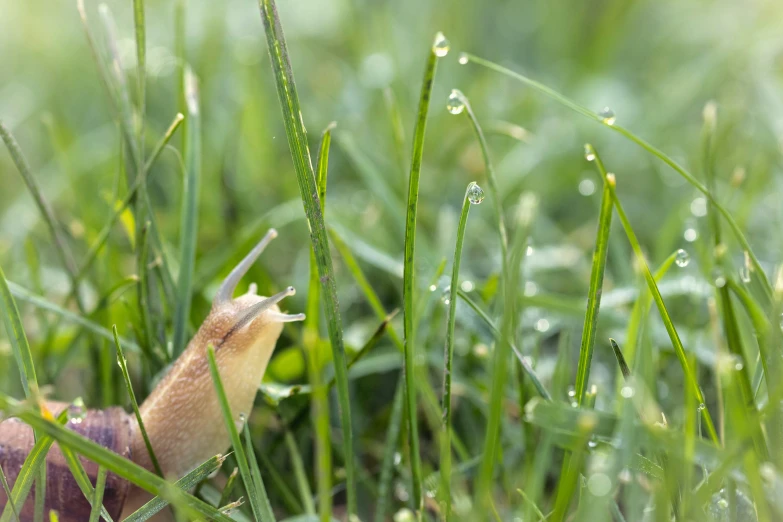 a snail crawling along the side of green grass