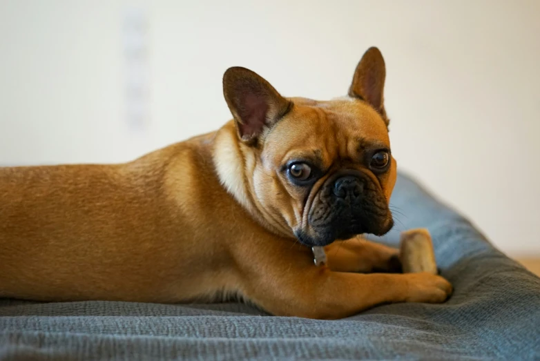 a brown dog laying on top of a couch