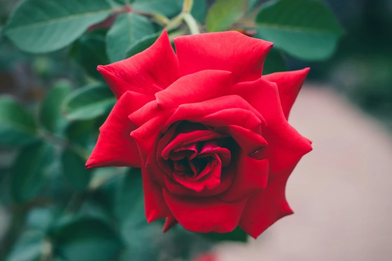 a red rose is sitting alone near leaves