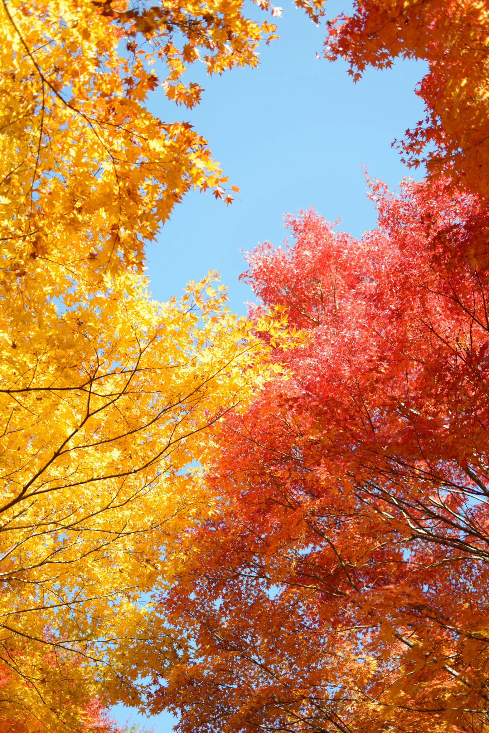 a group of trees with their fall colored leaves