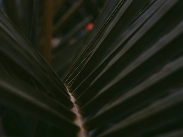 an extreme close up of the thin, dark underside of a palm leaf