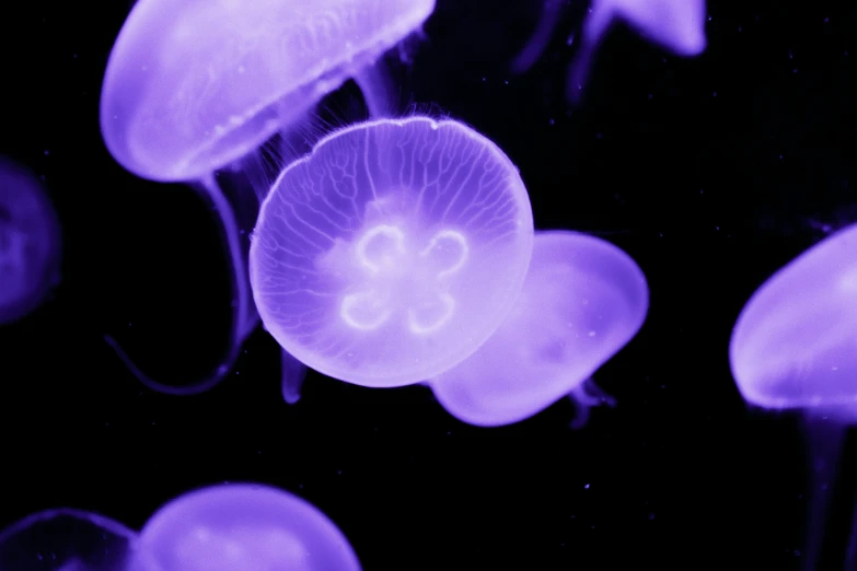 an abstract po of many purple jellyfish