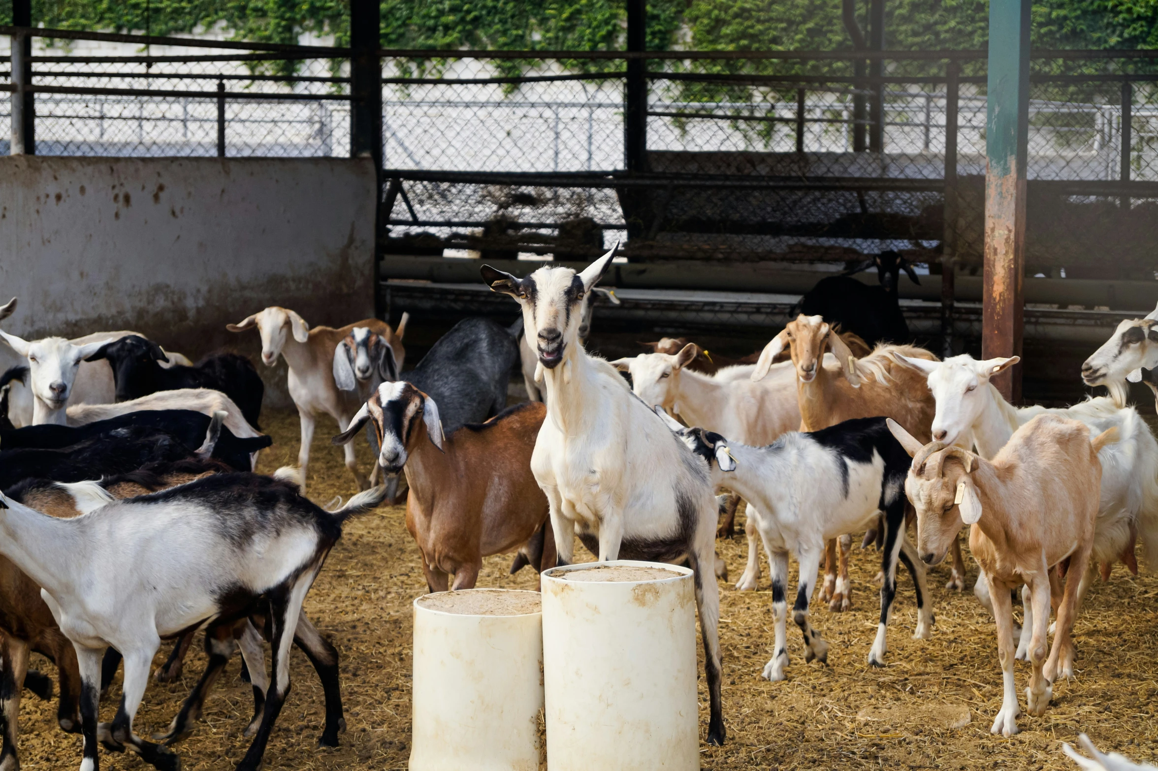 goats and other animals in an enclosure on hay