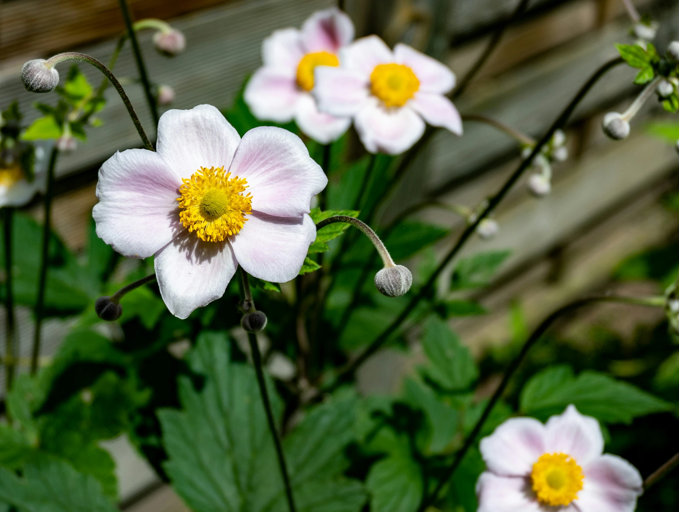 three pink flowers with green leaves near wooden bench