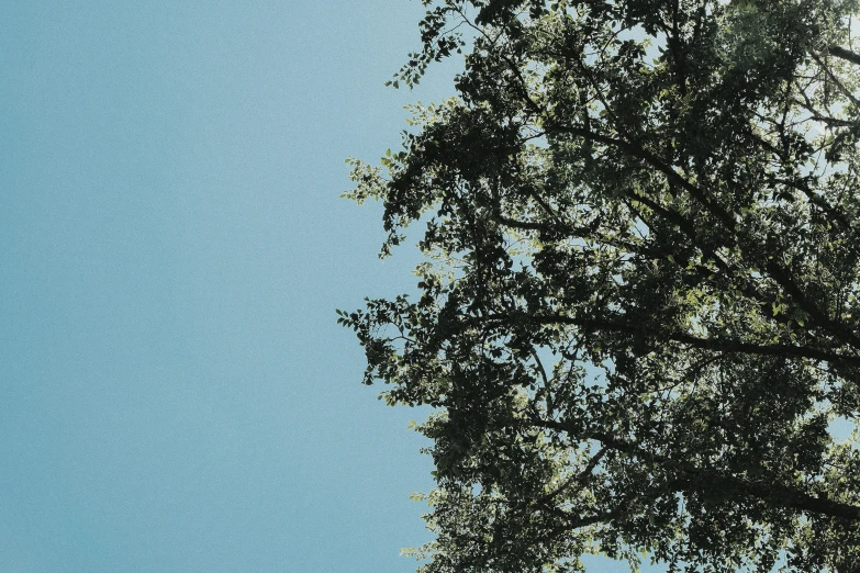 a large bird standing on top of a tree