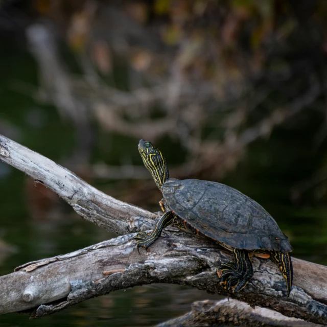 a turtle sitting on top of a tree nch over water