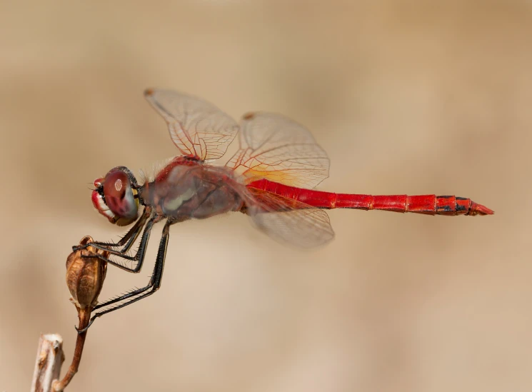 a close up view of a dragonfly resting on a twig