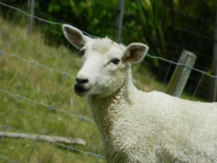 a lamb standing in an enclosure looking at the camera