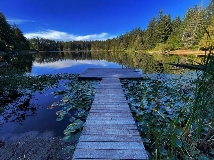 a boardwalk sits next to water lillies and trees