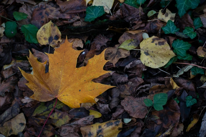 a leaf laying on top of leaves on the ground