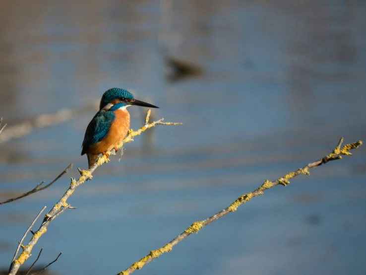 the small bird is perched on the twig