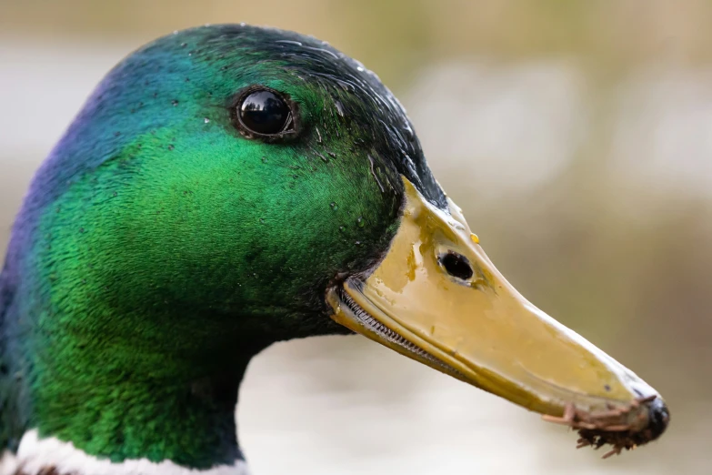 a green duck is standing by itself on the grass