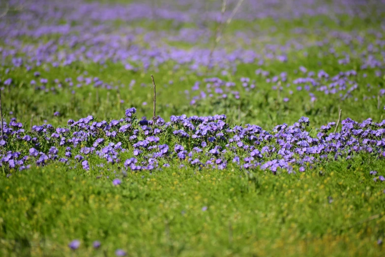 a field filled with flowers next to an ocean