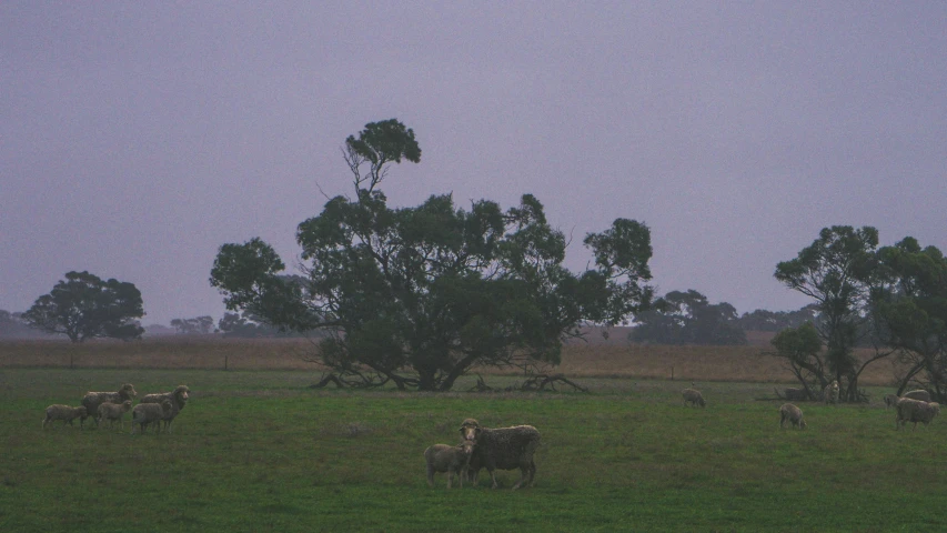 a herd of sheep standing on top of a lush green field