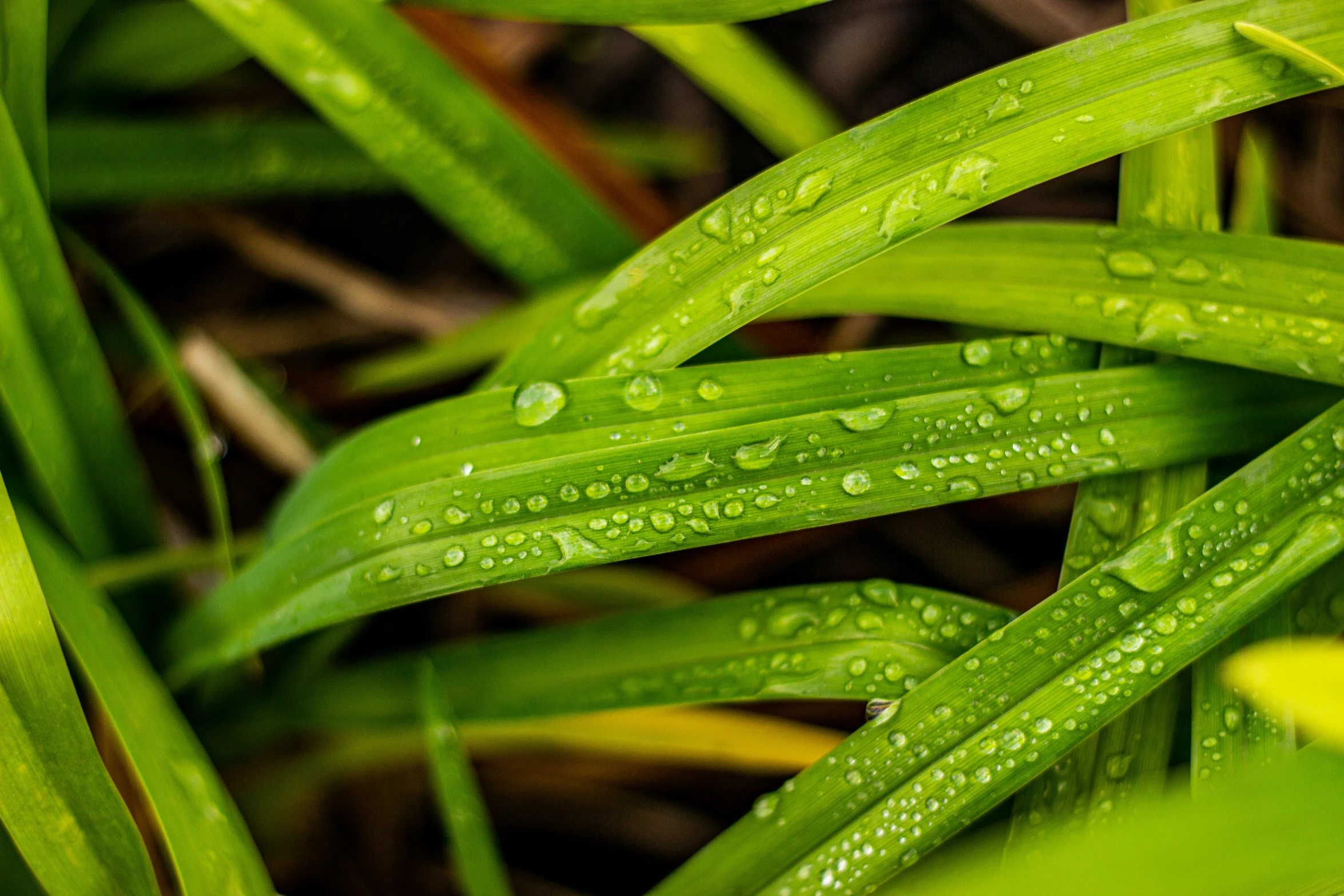 a close up s of a blade of green grass