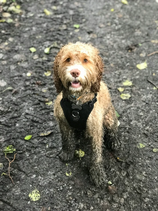 an adorable brown dog wearing a harness sitting in the middle of a field