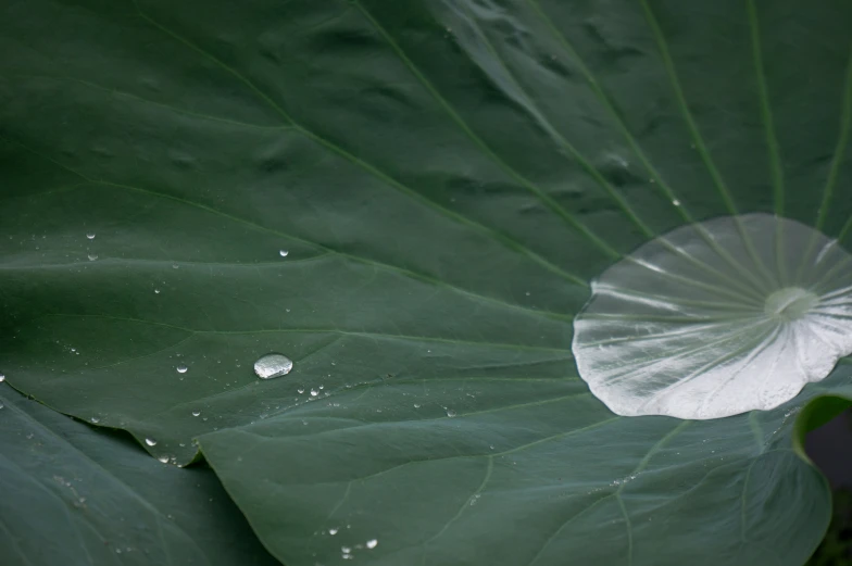 the large leaf with the white stamen is sitting on the green plant