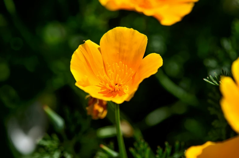 yellow flowers blooming in the green grass