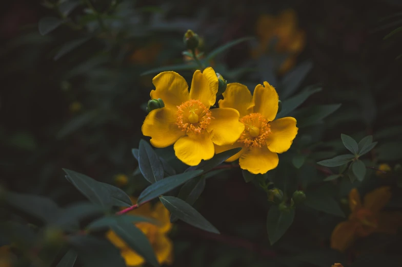 two bright yellow flowers blooming with green leaves