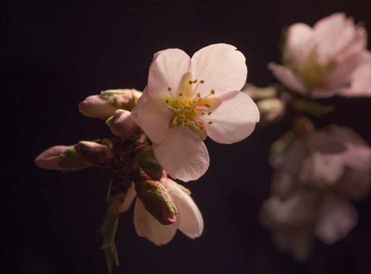 the nch of an apple tree is blooming