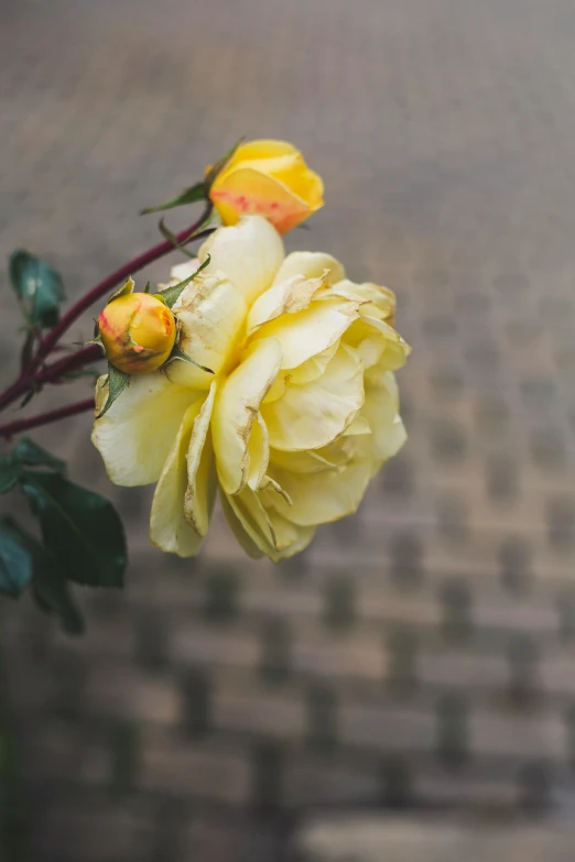 yellow flowers on brick wall outside with brick walkway in background