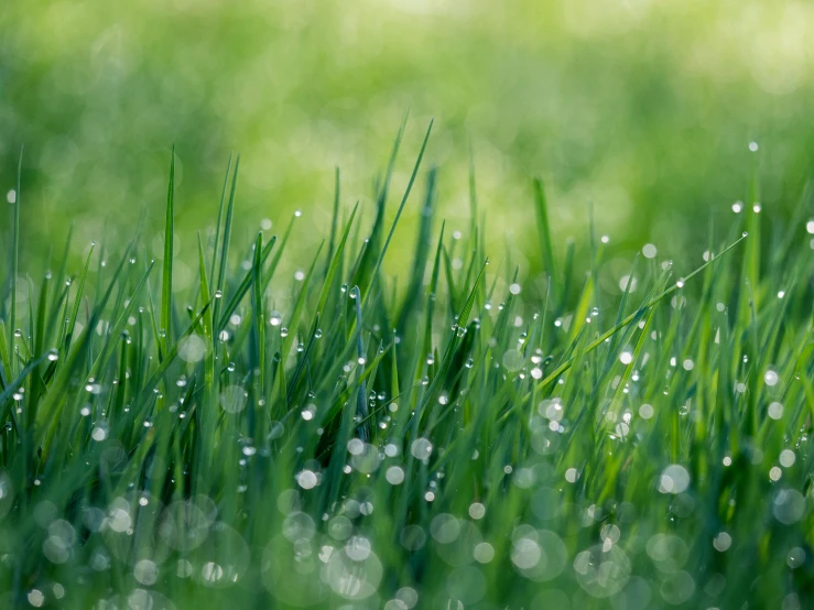 some very cute green grass with dew drops on them