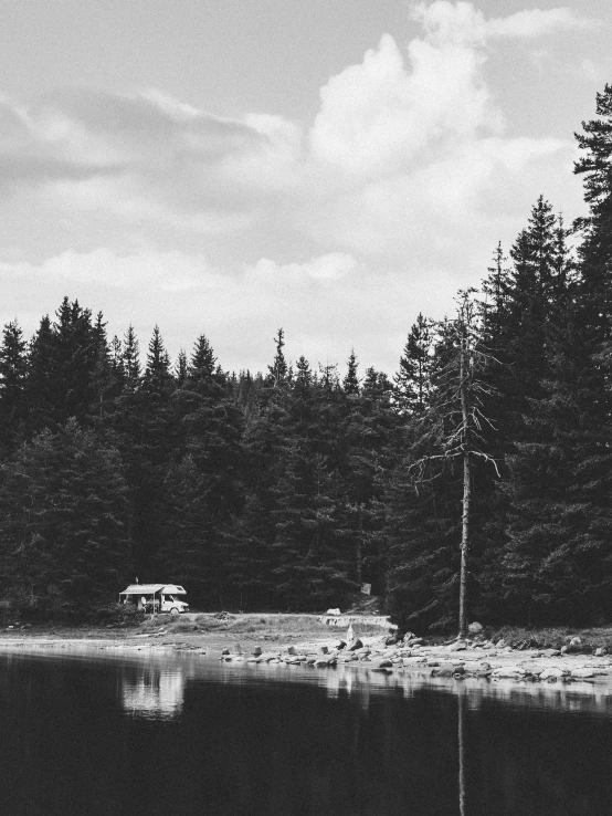 the trees on the shore of the water are very tall