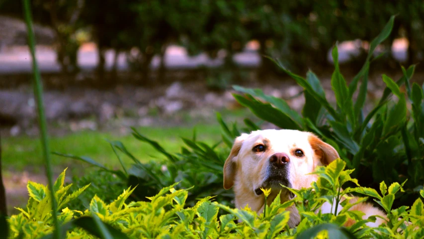 dog with head stuck in plants near some trees