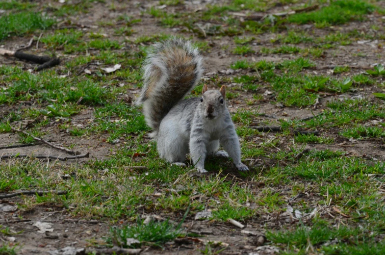 a squirrel is standing in the grass and looking down