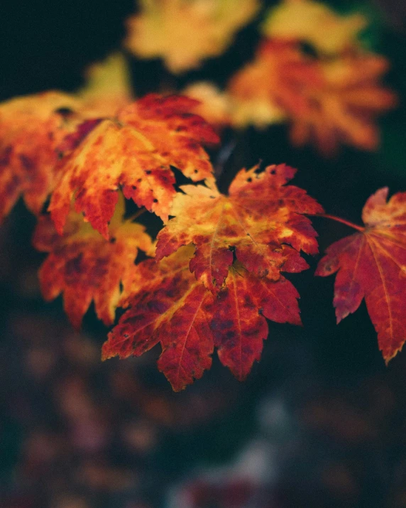 leaves from a tree showing autumn colors