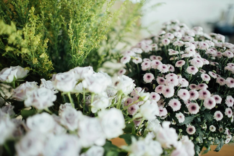 a close up s of plants that are white and purple