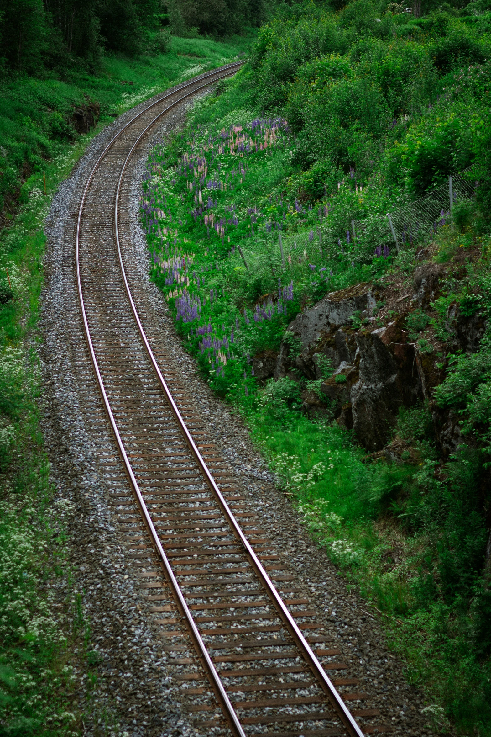 a train track going through a lush green forest