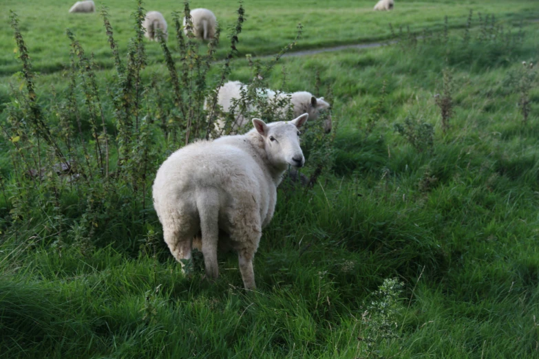 there are many white animals on the grassy hill