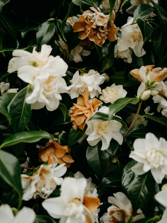 a tree filled with lots of white and orange flowers