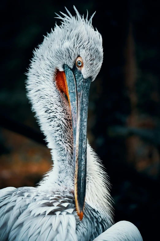 close up of a white bird with a large beak