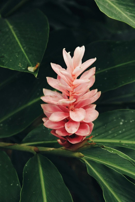 a pink flower that is growing on a leaf